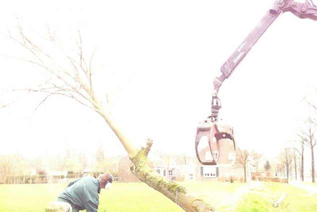 lindeboom uitsnoeien en versnipperen dikhout en rondhout voor kachel blokken bomen kappen in Vught  Haarlem Amsterdam Utrecht compleet tuin leegruimen opruimen struiken en rooien van struiken coniferen